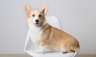 柯基冬天能放室外养吗 柯基可以在室外过冬吗