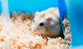 仓鼠夏天可不可以放在室外养 仓鼠可以养在室内吗