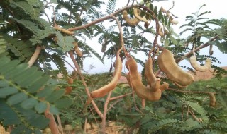 甜角盆栽方法及几年能开花结果 甜角多久能开花结果