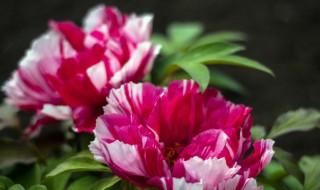 盆栽牡丹何时出室 盆栽牡丹冬天什么时候入室