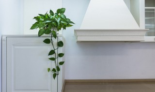 室内盆栽叶子枯了怎么办（养的盆栽叶子枯了怎么办）