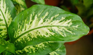 万年青需要放在室外阳光下养吗（万年青放在室内养还是室外养）