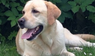 拉布拉多冬天可以养在室外吗 拉布拉多冬天可以养在室外吗零下20多度