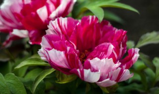 牡丹花的根茎叶花各有什么特点 牡丹花的根茎叶花各有什么特点和作用