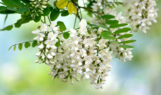 槐树几月开花 北方槐树几月开花