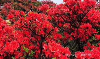 为什么杜鹃花是深圳的市花 深圳有杜鹃花吗