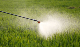 除草剂下雨前能打吗（打完除草剂下雨好不好）