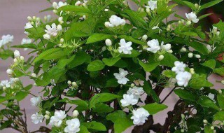 为什么将茉莉花作为福州市花（茉莉花是福建）