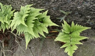 骨碎补怎么种植 骨碎补怎样种植