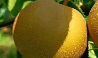 梨核小盆栽种植方法 梨枣核怎么种?
