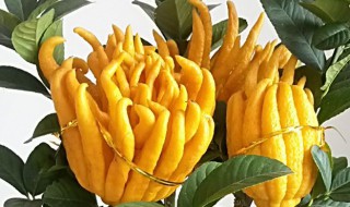 佛手植物盆栽种植方法 佛手的盆栽方法