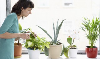 盆栽百日红的种植方法 百日红适合栽在哪里