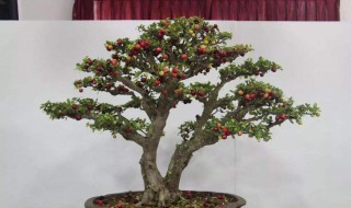 盆栽樱桃树的种植方法 盆栽樱桃树的种植方法视频