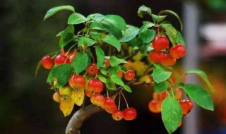 樱桃盆栽种植方法 樱桃栽培种植方法