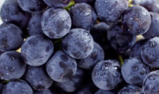 葡萄种子盆栽种植方法（葡萄苗盆栽种植方法）