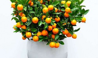 小金桔盆栽种植方法 如何种金桔小盆栽