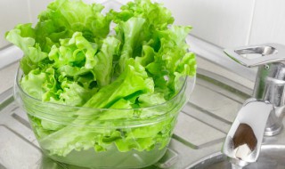 盆栽生菜的种植方法(盆栽生菜种植方法和步骤)