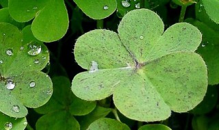 三叶草盆栽种植方法(三叶草的种植方法)