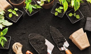 盆栽人心果的种植方法（盆栽人心果种植方法和技巧）