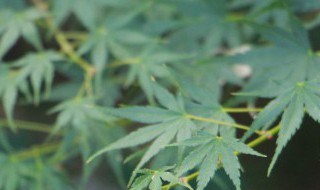 盆栽枫树种植方法 枫树盆栽的种植方式