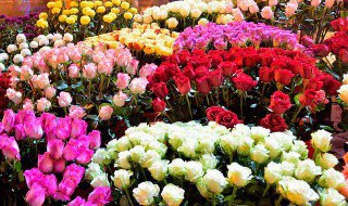 水果种子盆栽种植方法（水果种子的种植方法）