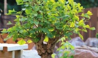 盆栽银杏种植方法 银杏 盆栽