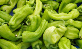 青椒盆栽种植方法 青椒怎样种植技术