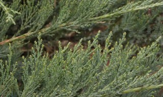 地柏的养殖方法 铺地柏养殖方法