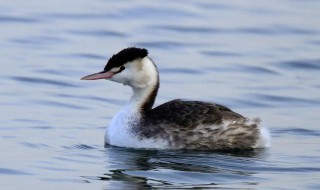 凤头鸊鷉怎么读（凤头鸊鷉拼音）