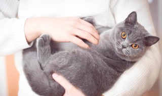 猫咪适合放在阳台养吗（猫咪可以养在阳台吗）