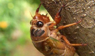 知了猴的养殖方法(知了猴人工快速养殖方法)