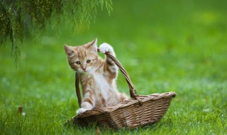 高铁怎么带猫（高铁怎么带猫猫）