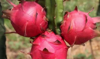 火龙果树怎么修剪(火龙果树怎么修剪留几支)