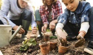 君子兰怎么栽 君子兰怎么栽好活
