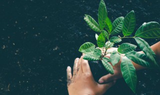 怎么栽树成活率高 栽树怎么提高成活率