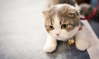 怎么带猫坐高铁（如何带猫坐高铁）