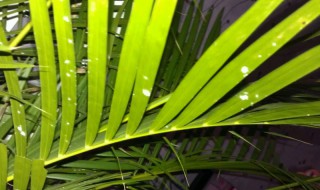 凤尾竹叶子黄了怎么办（凤尾竹叶子发黄怎么办?）