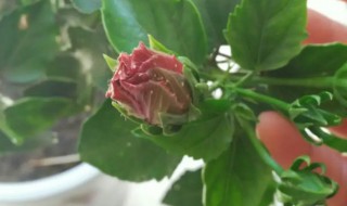 扶桑牡丹叶子黄怎么治（扶桑牡丹叶子黄了什么原因）