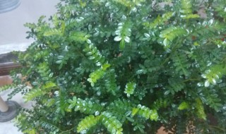 胡椒木叶子发黄怎么办（胡椒木叶子发黄掉叶子怎么办）