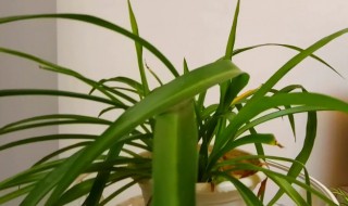 吊蓝叶子发黄怎么办（吊兰叶子发黄咋办）