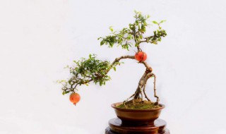 盆景是怎么栽培起来的 怎样培植盆景