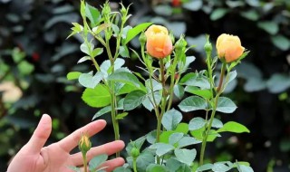 月季花苗怎么栽培 怎样栽培月季花苗