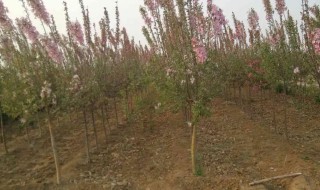 樱花树苗怎么栽培（樱花树如何栽种）