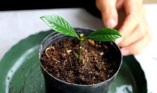 栀子花怎么栽培（刚买的带花苞的栀子花怎么栽培）