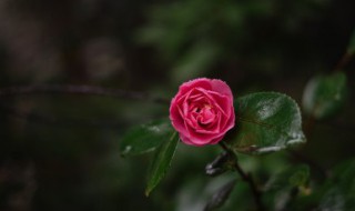 山茶花在什么城市（山茶花在哪个城市）