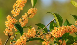 桂花之乡在哪里（桂林是桂花之乡吗）