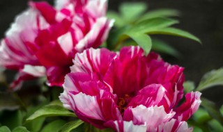 牡丹花有多少个花瓣 牡丹花有几瓣