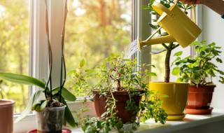 为什么水培植物的根不会腐烂 水培植物根部腐烂的原因