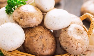 干松树菇怎么做好吃 松树蘑菇怎么做着吃好吃