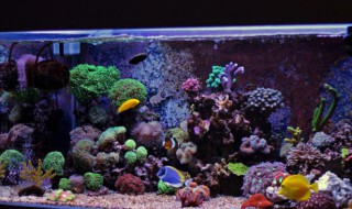 海里的珊瑚可以放到鱼缸里吗 珊瑚能放在鱼缸里吗